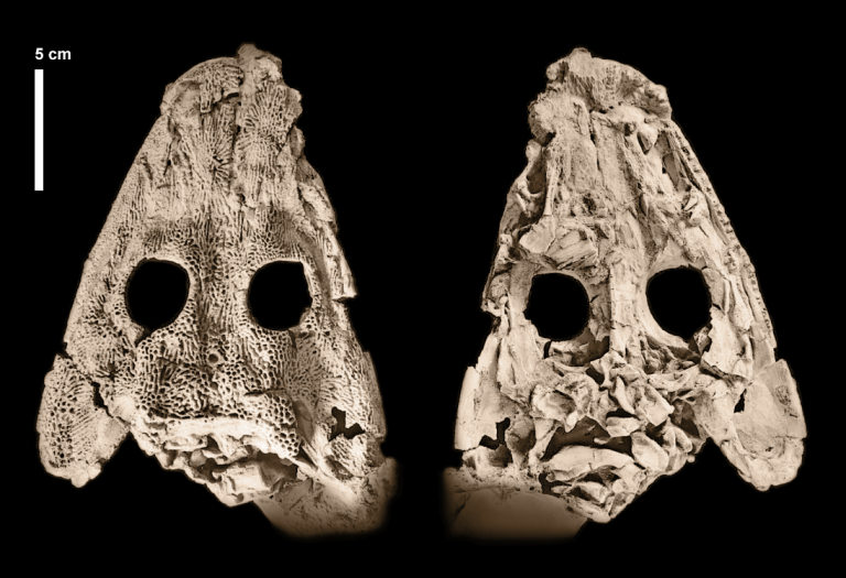 Fósil de Iberospondylus schultzei del Carbonífero de Puertollano